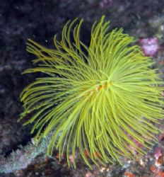 Fan worm - taken with olympus c750 by David Abecasis 